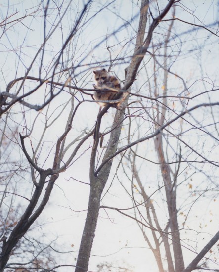 Click for sizes / editions / prices. Racoon