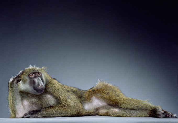 Jill Greenberg, Mala Centerfold