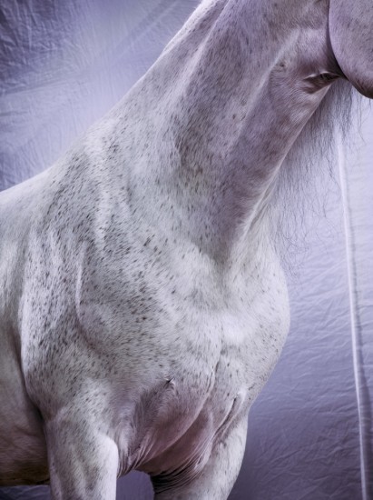 Click for sizes / editions / prices. Jill Greenberg, Horses, Romero 1161