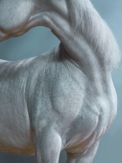 Click for sizes / editions / prices. Jill Greenberg, Horses, Romero 1177
