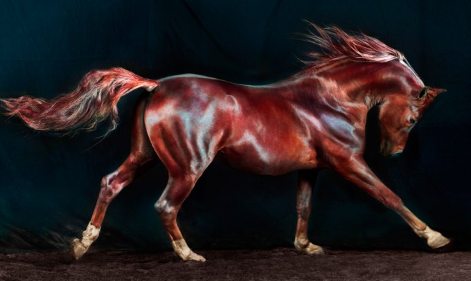 Jill Greenberg, Horses, Sid 174