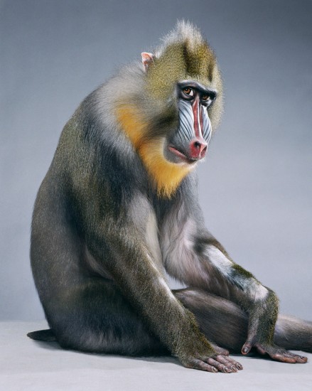 Jill Greenberg, Monkeysuit