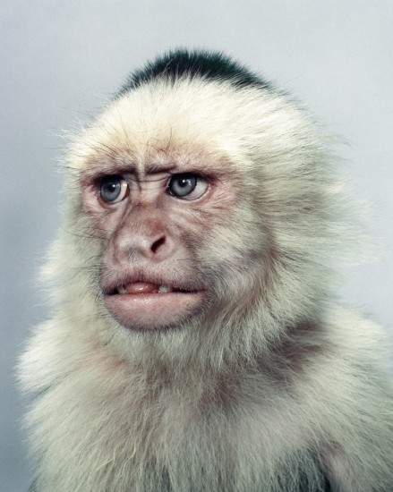 Jill Greenberg, The Monkey