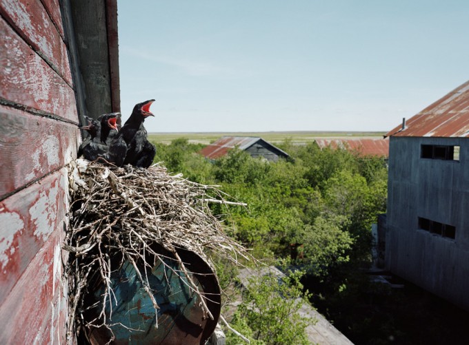 Click for sizes / editions / prices. Corey Arnold, Graveyard Roosters