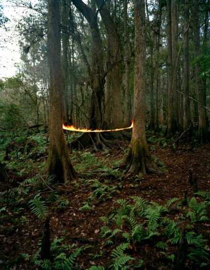 Click for sizes / editions / prices. Adam Ekberg, Fire Two Trees