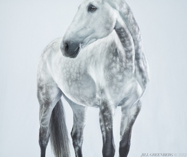 Jill Greenberg, Winter 0372