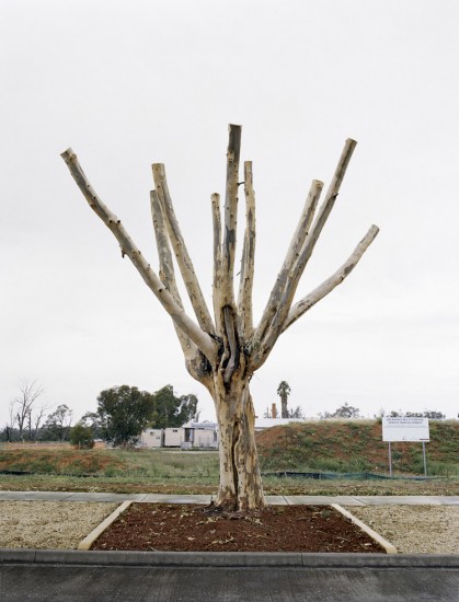 Amy Stein, Cut Down Tree I, Balranald