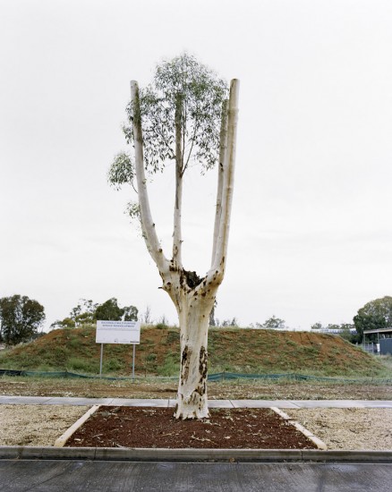 Amy Stein, Cut Down Tree II, Balranald