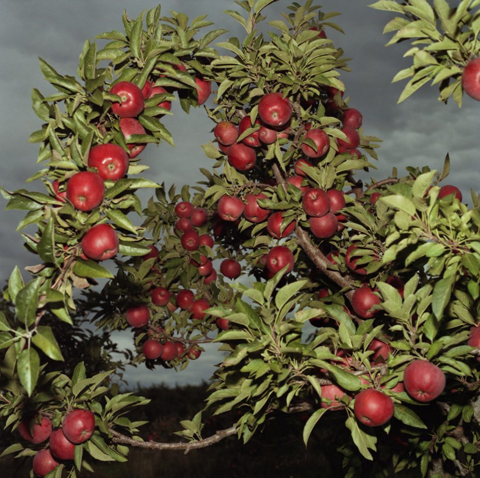 Apples by John Arsenault