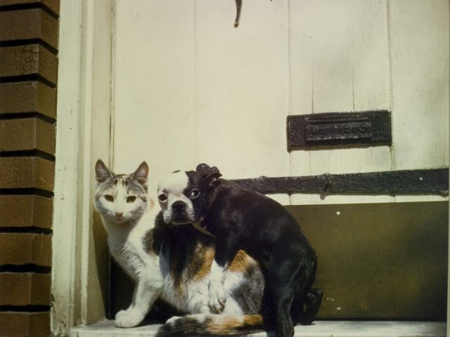 Armand Agresti, Richmond Hill New York Dog and Cat