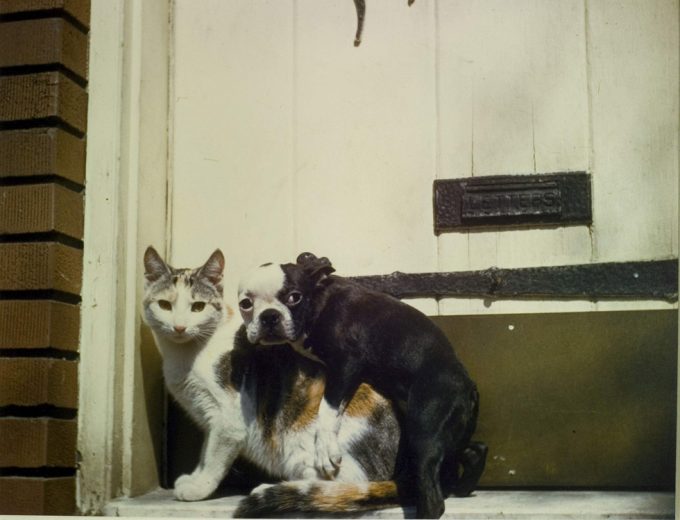 Armand Agresti, Richmond Hill New York Dog and Cat