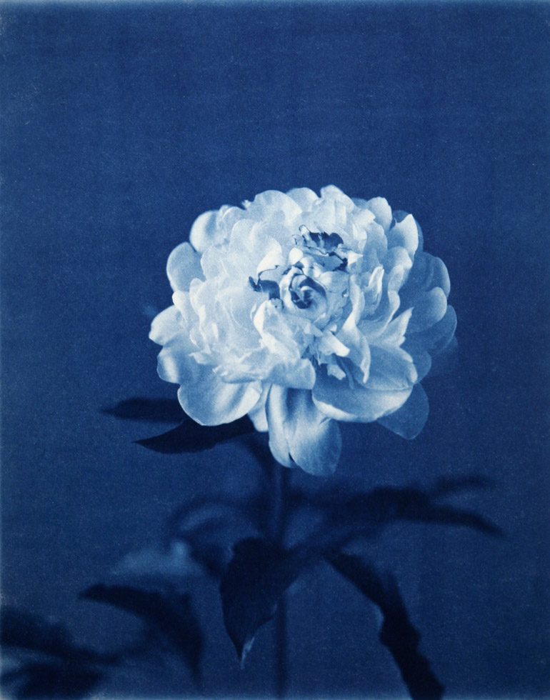 John Dugdale, Peonia, Morton Street by 