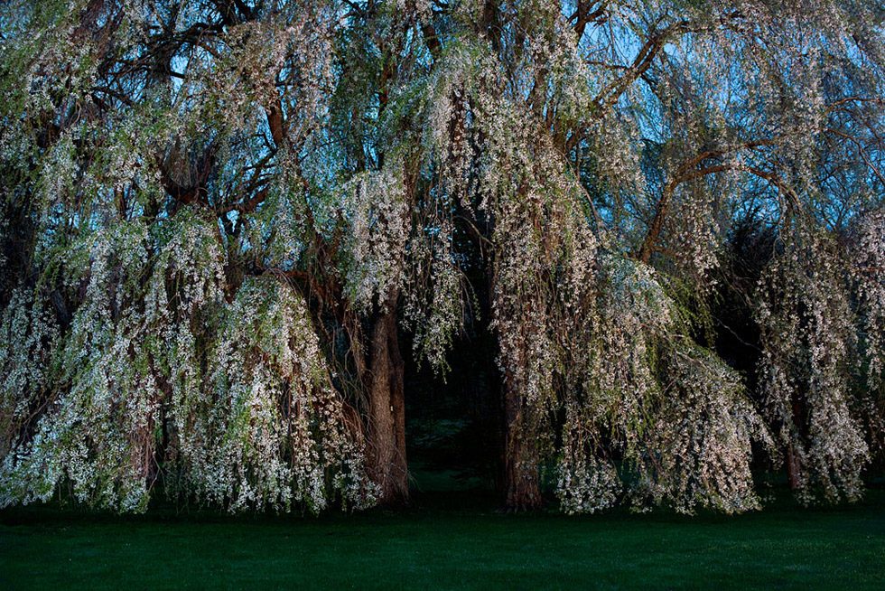 Cherry by Jesse Burke