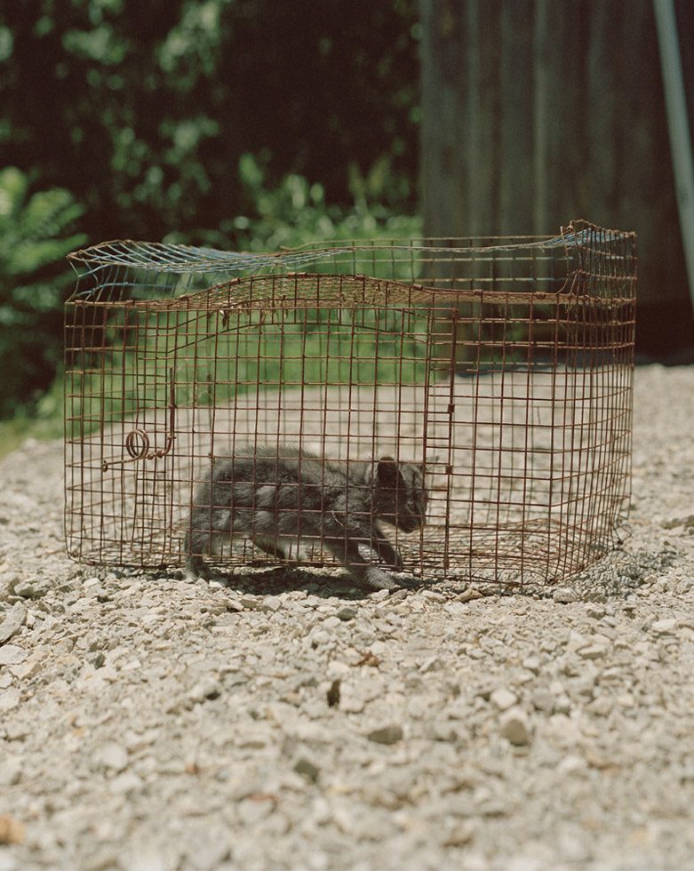 Caged Cat