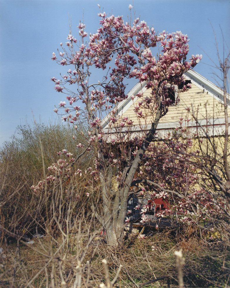 Magnolia