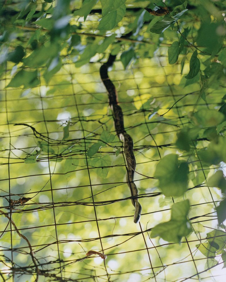 Snake on Fence