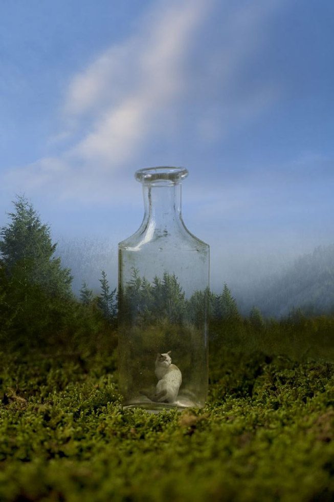 Bottle in the Woods by Marc Yankus