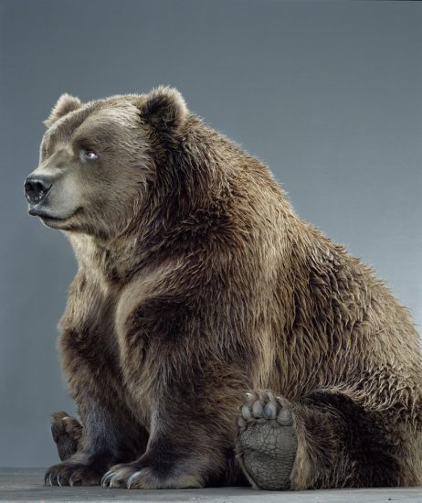 Jill Greenberg, Untitled Ursine 49F-54