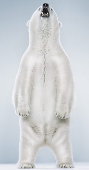 This is a color photograph of a white polar bear on her hind legs with her head thrown back in a roar.