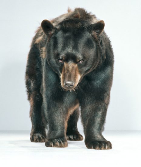 Jill Greenberg, Untitled Ursine 56-9