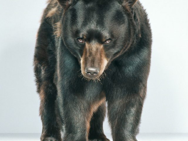 Jill Greenberg, Untitled Ursine 56-9