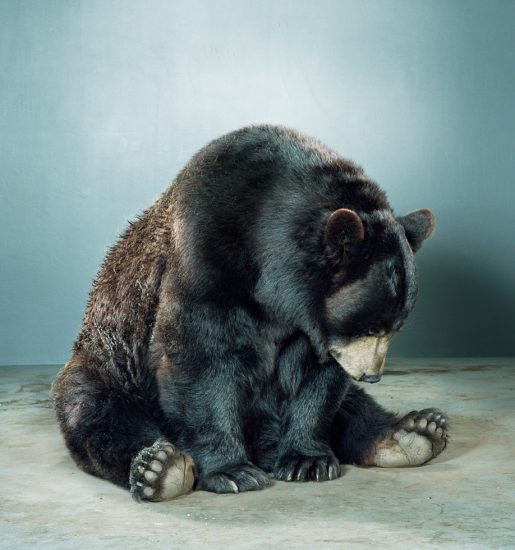 Jill Greenberg, Untitled Ursine 88K-41