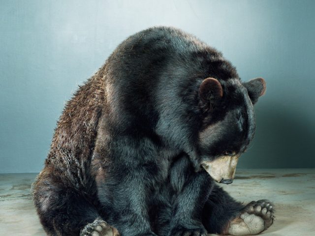 Jill Greenberg, Untitled Ursine 88K-41