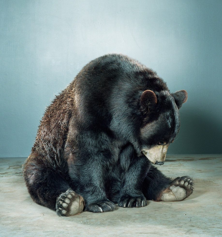 Untitled (Ursine #88K-41) by Jill Greenberg