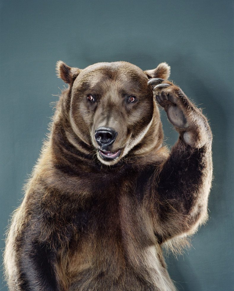 Untitled (Ursine #94L-43) by Jill Greenberg