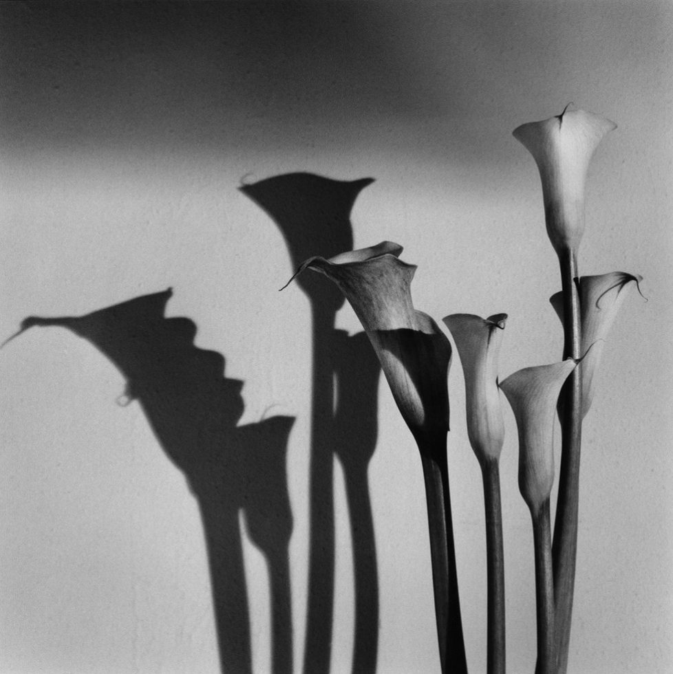 Calla Lilies by Jeannette Montgomery Barron