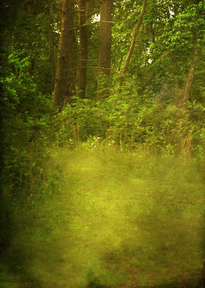 A photograph of a thick, lush green clearing in a forest