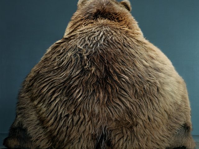 Jill Greenberg, Untitled Ursine 54F-44