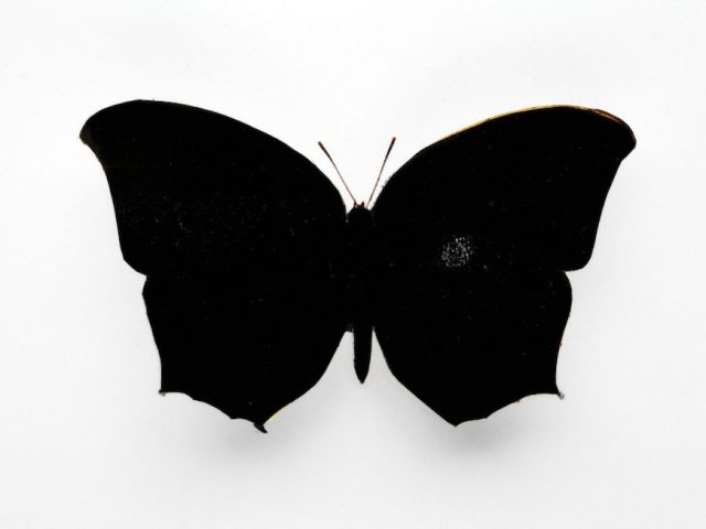 Stan Gaz, Butterfly 2