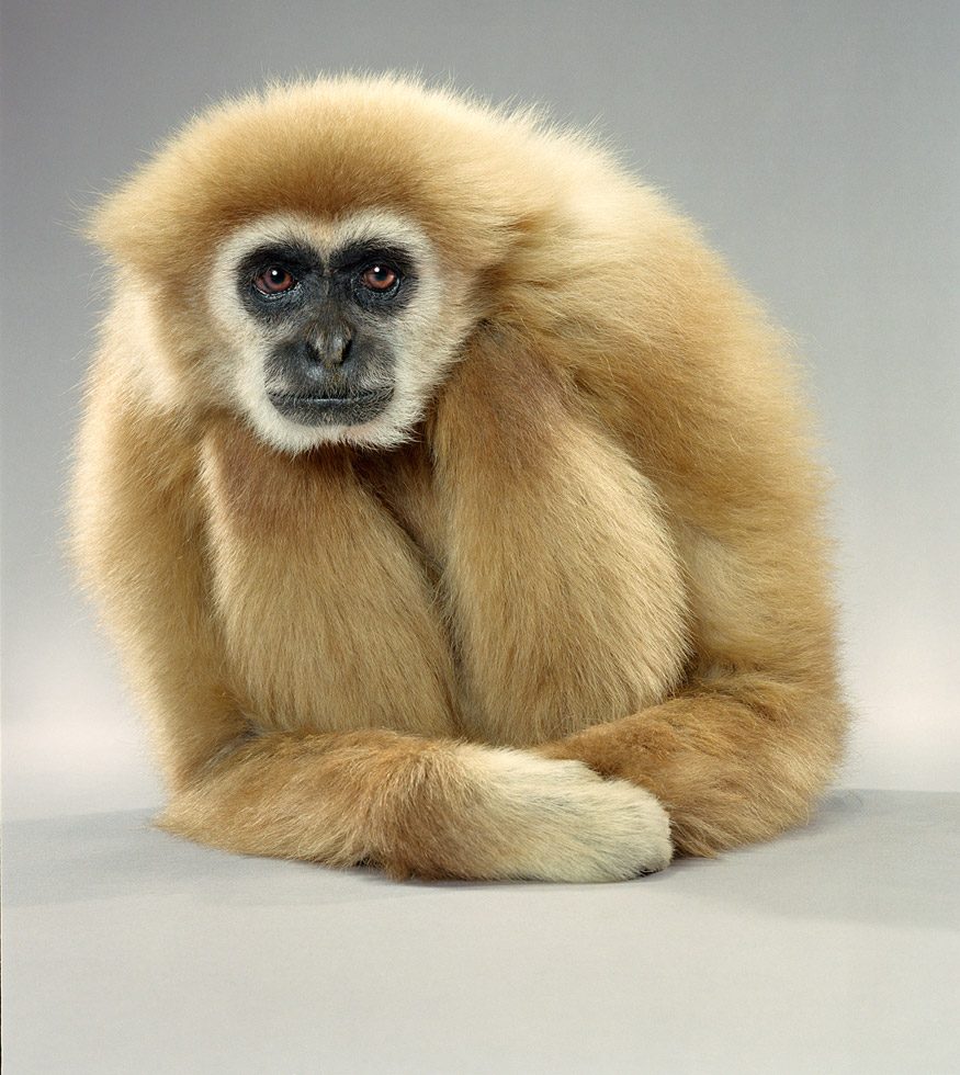 Gibbon Lean by Jill Greenberg