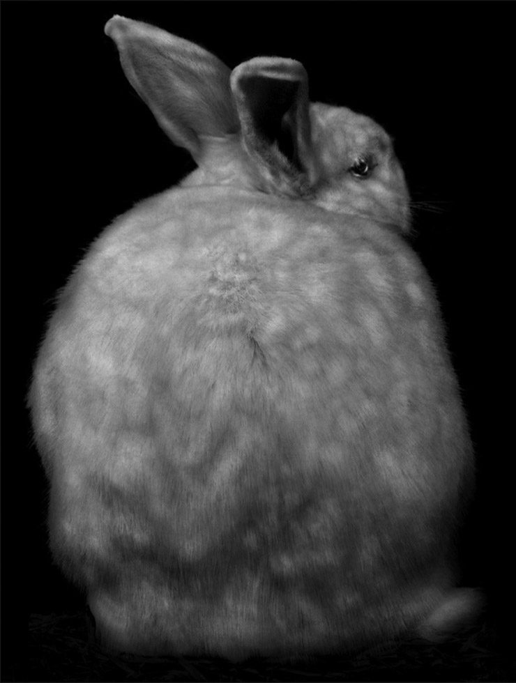 Ross_Animal-127-(bunny) by 