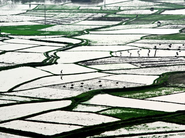 Stephen Wilkes, Lone Man in Rice Paddy