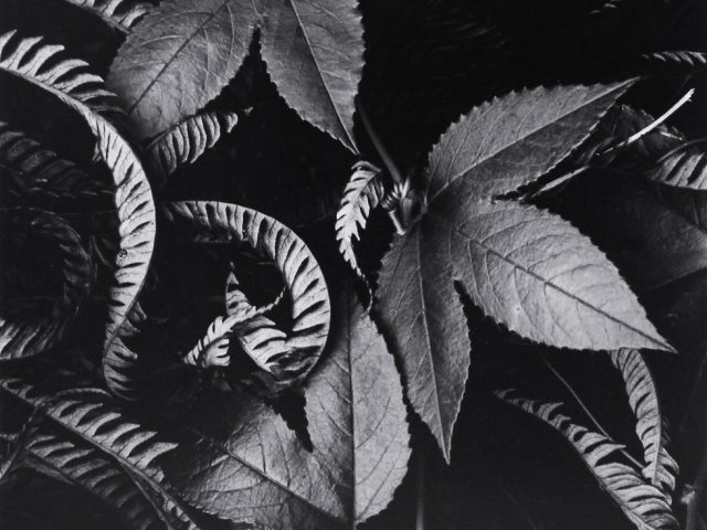 Brett Weston, Ivy & Leaves (Hawaii)