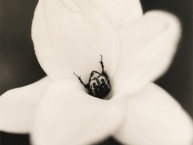 Johndrow_Beetle on Rain Lily-980