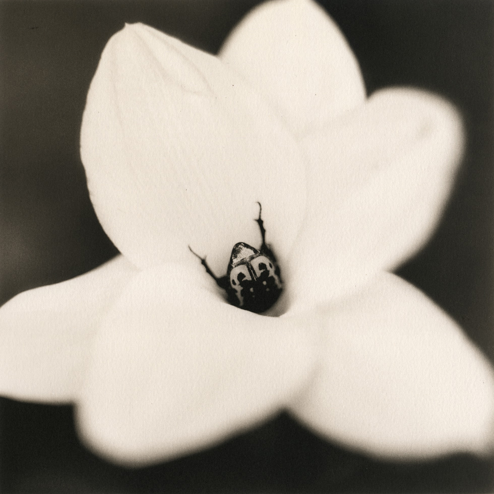 Beetle on Onion Flower by David Johndrow