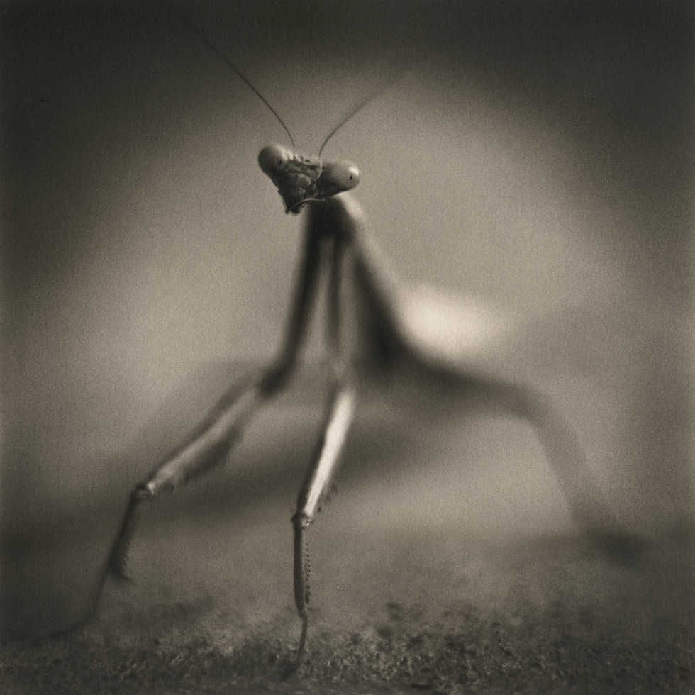 Mantis by David Johndrow