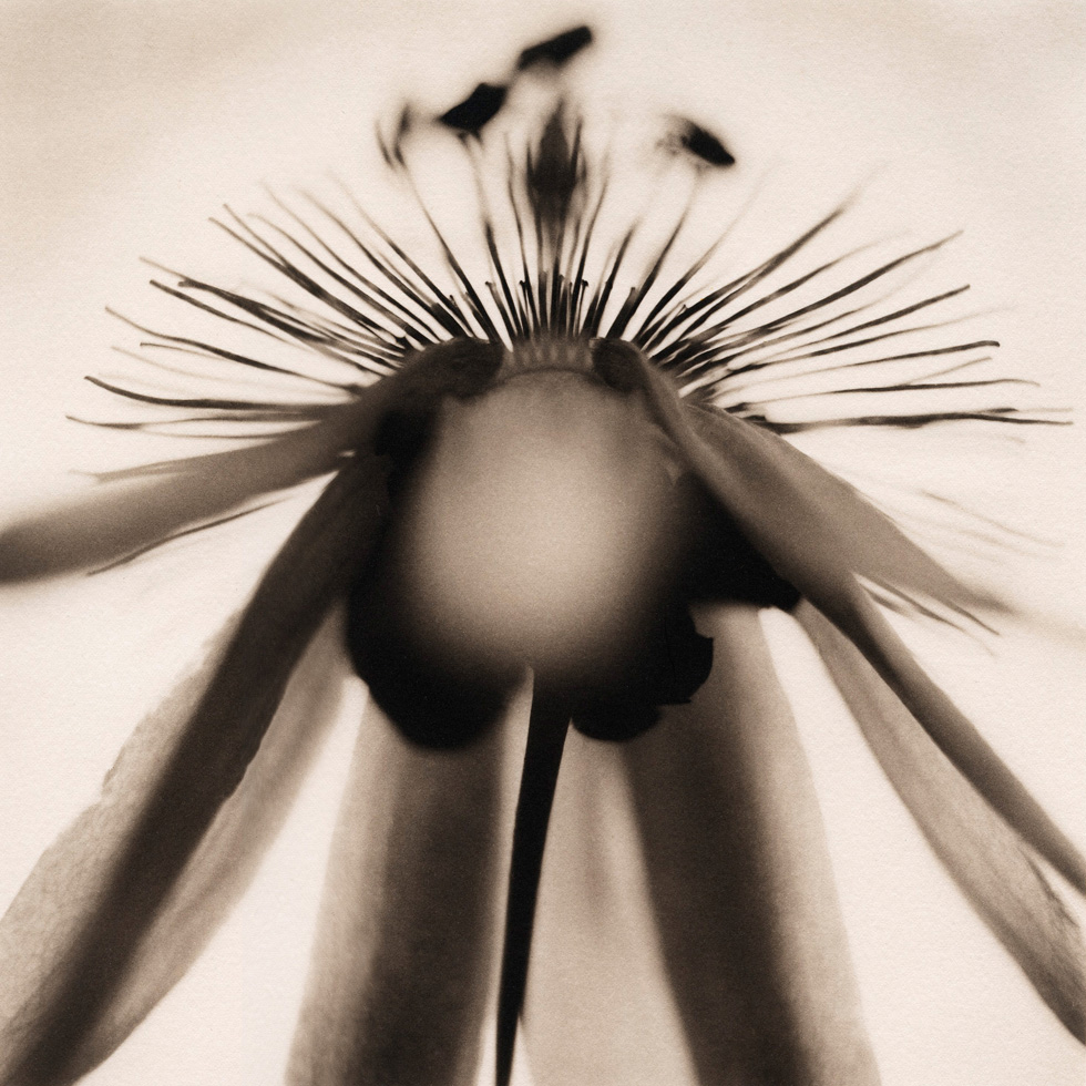 Passionflower No. 1 by David Johndrow