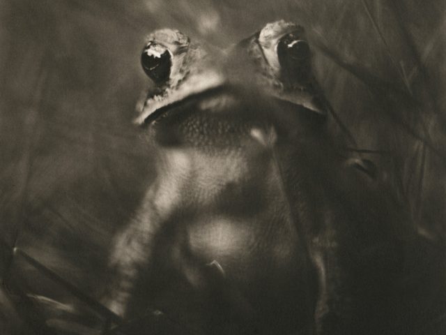 Johndrow_Toad-980