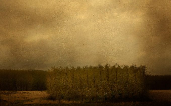 Click for sizes / editions / prices. Marc Yankus, Row of Trees