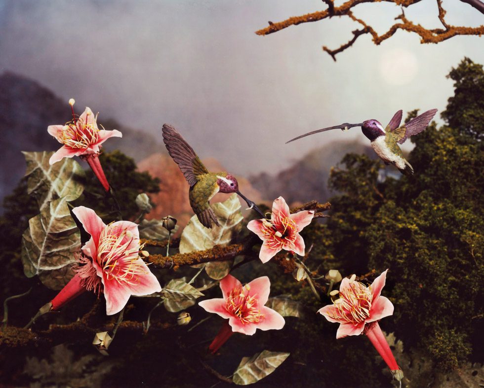 Hummingbirds by Lori Nix/Kathleen Gerber