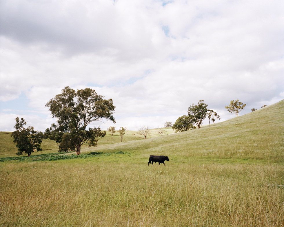 Lonely as a Bandicoot in a Burnt Ridge by Amy Stein and Stacy Arezou Mehrfar