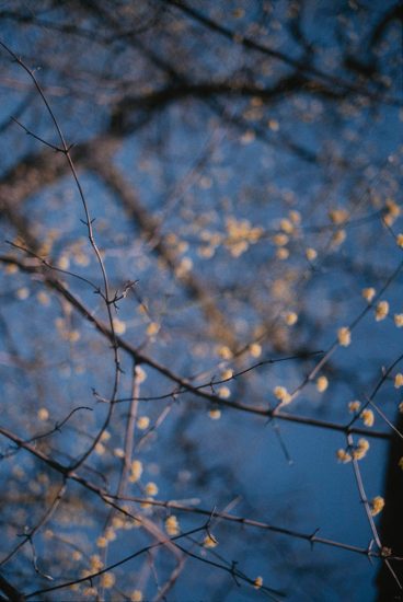 Click for sizes / editions / prices. Marc Yankus, Branches