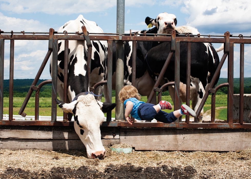 Cow Flight by Rachel Hulin