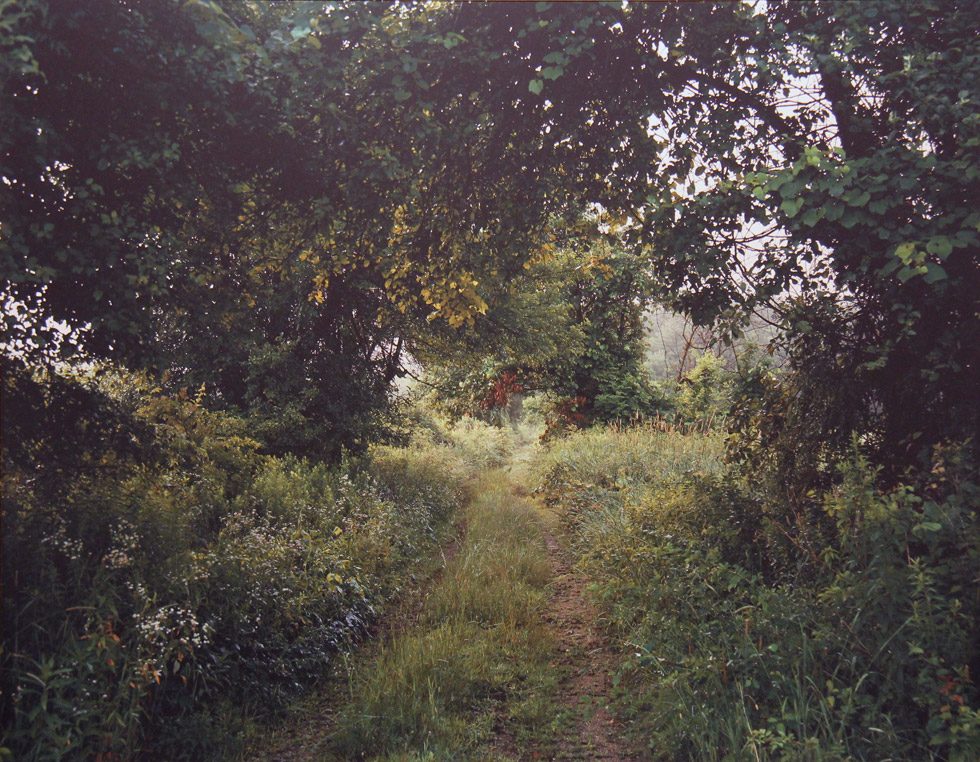 This is a color photograph of a verdant, green landscape with an overgrown dirt road receding down the middle of the picture frame.