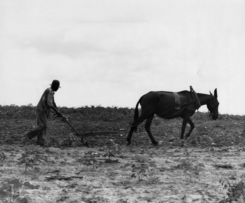 The Cotton Sharecropper’s Unit. . . by Dorothea Lange