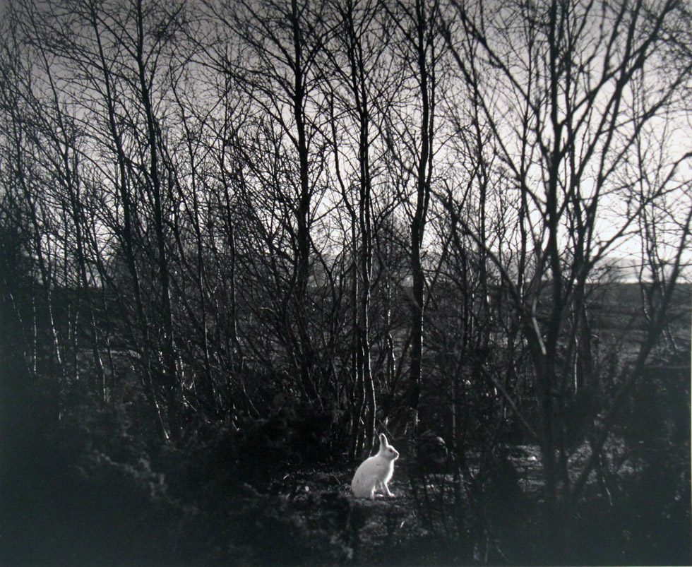 Signilskar (Rabbit in Woods) by Pentti Sammallahti